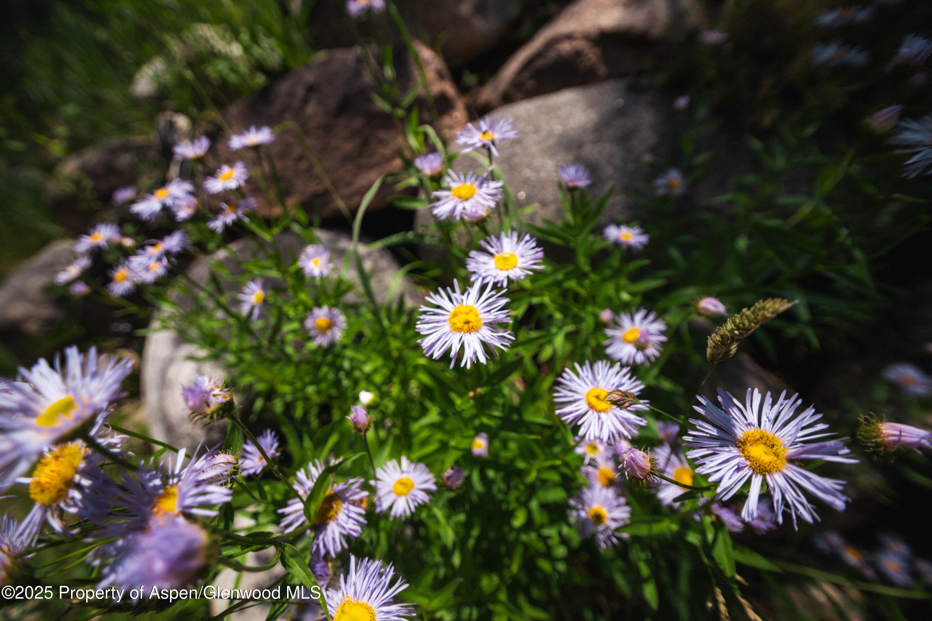 602 Mountain Laurel Drive Aspen CO 81611