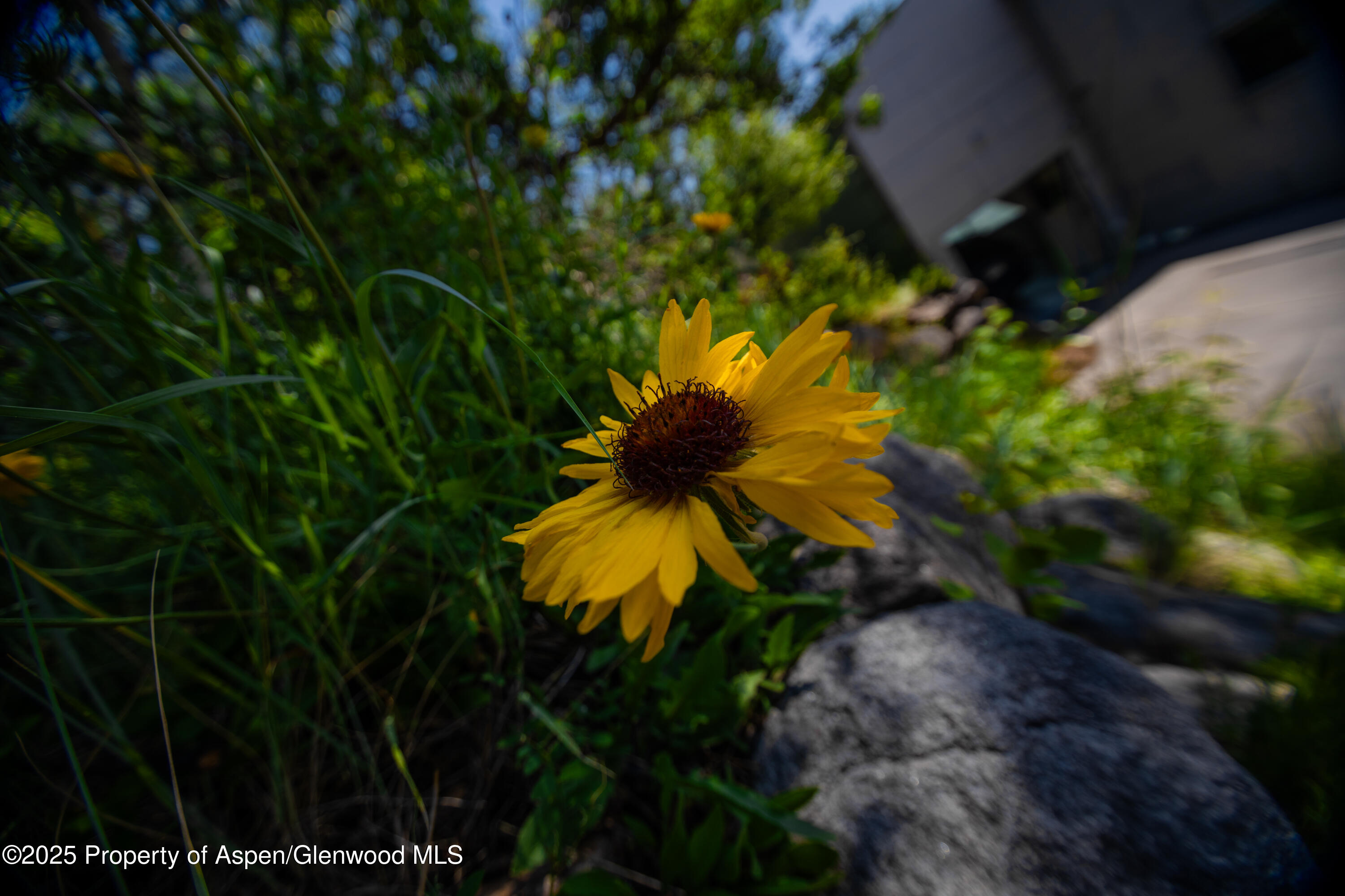 602 Mountain Laurel Drive Aspen CO 81611