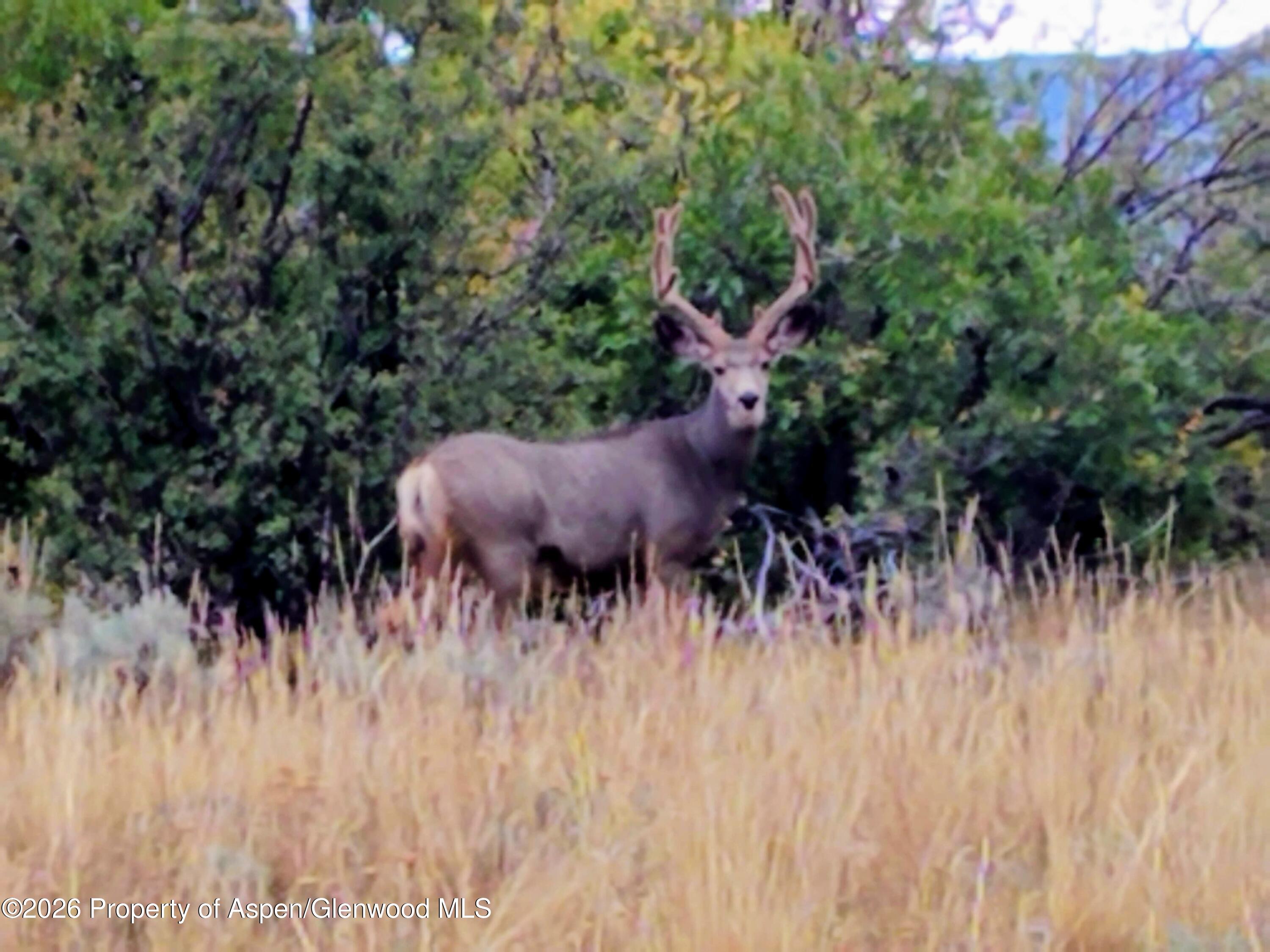 620 S Marsh Lane Glenwood Springs CO 81601