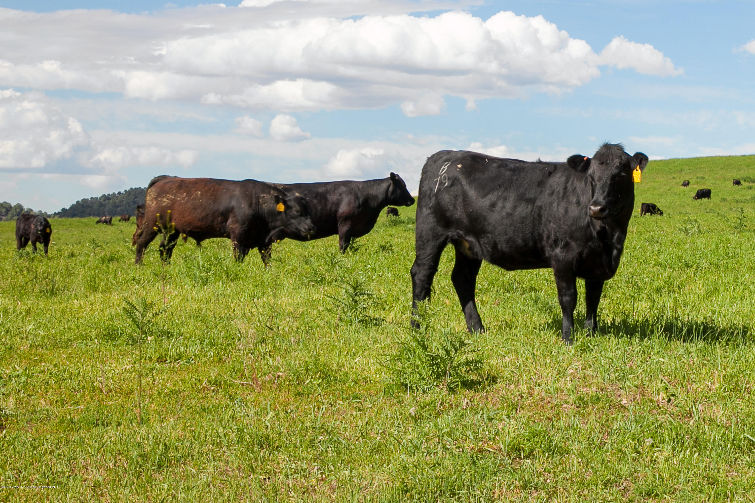 Tbd County Road 233 Rifle CO 81650