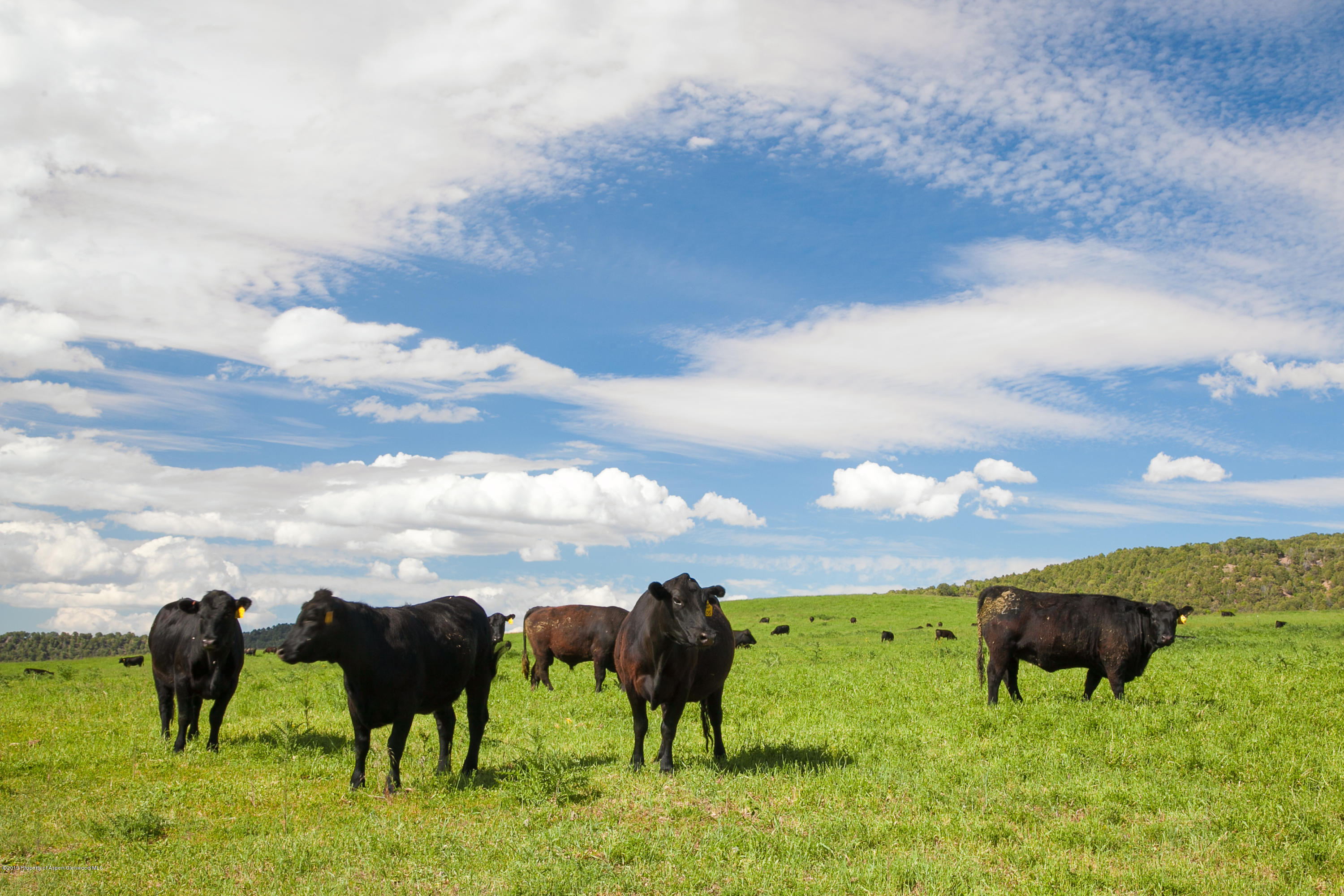 Tbd County Road 233 Rifle CO 81650