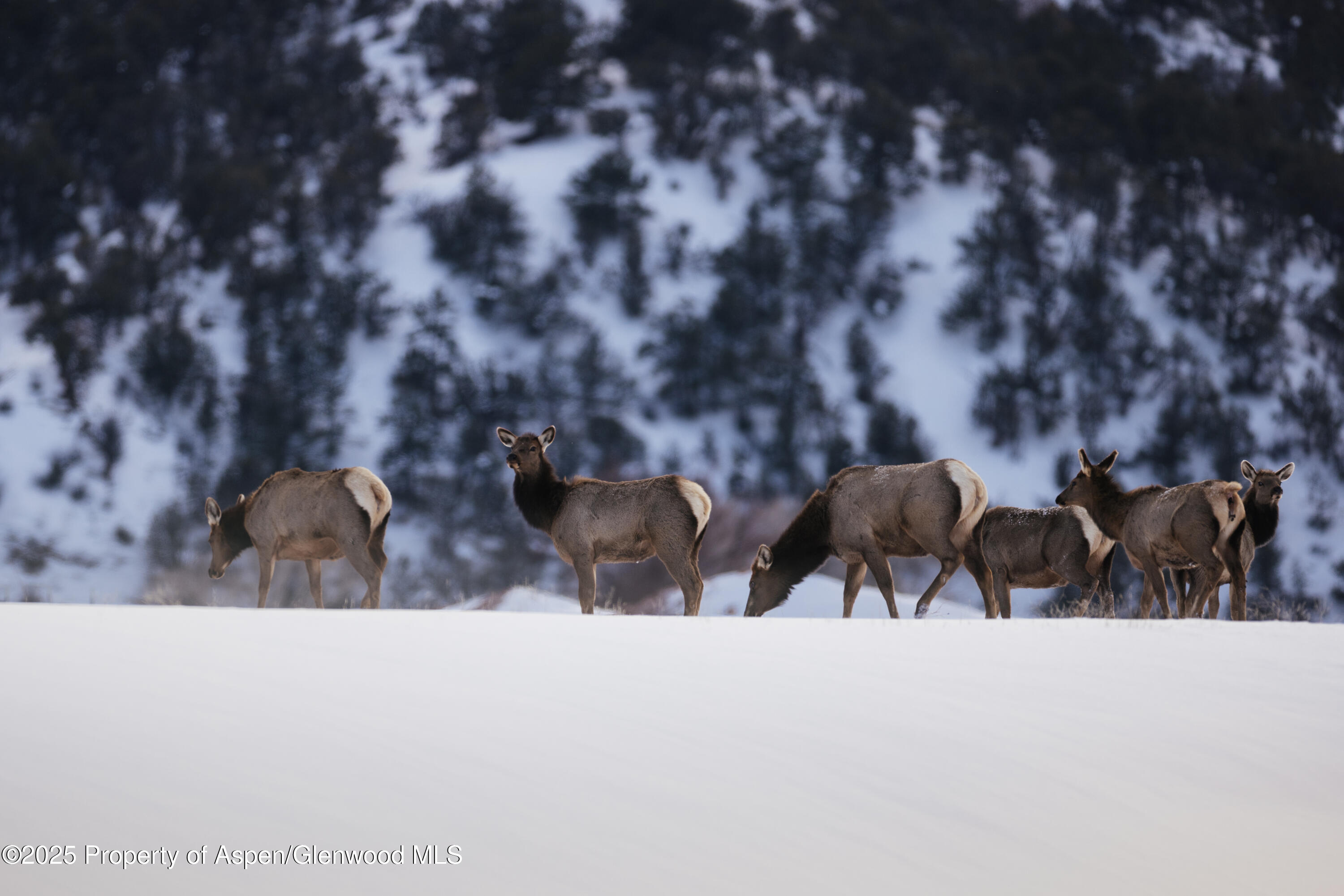 32 Foxprowl Gypsum CO 81637