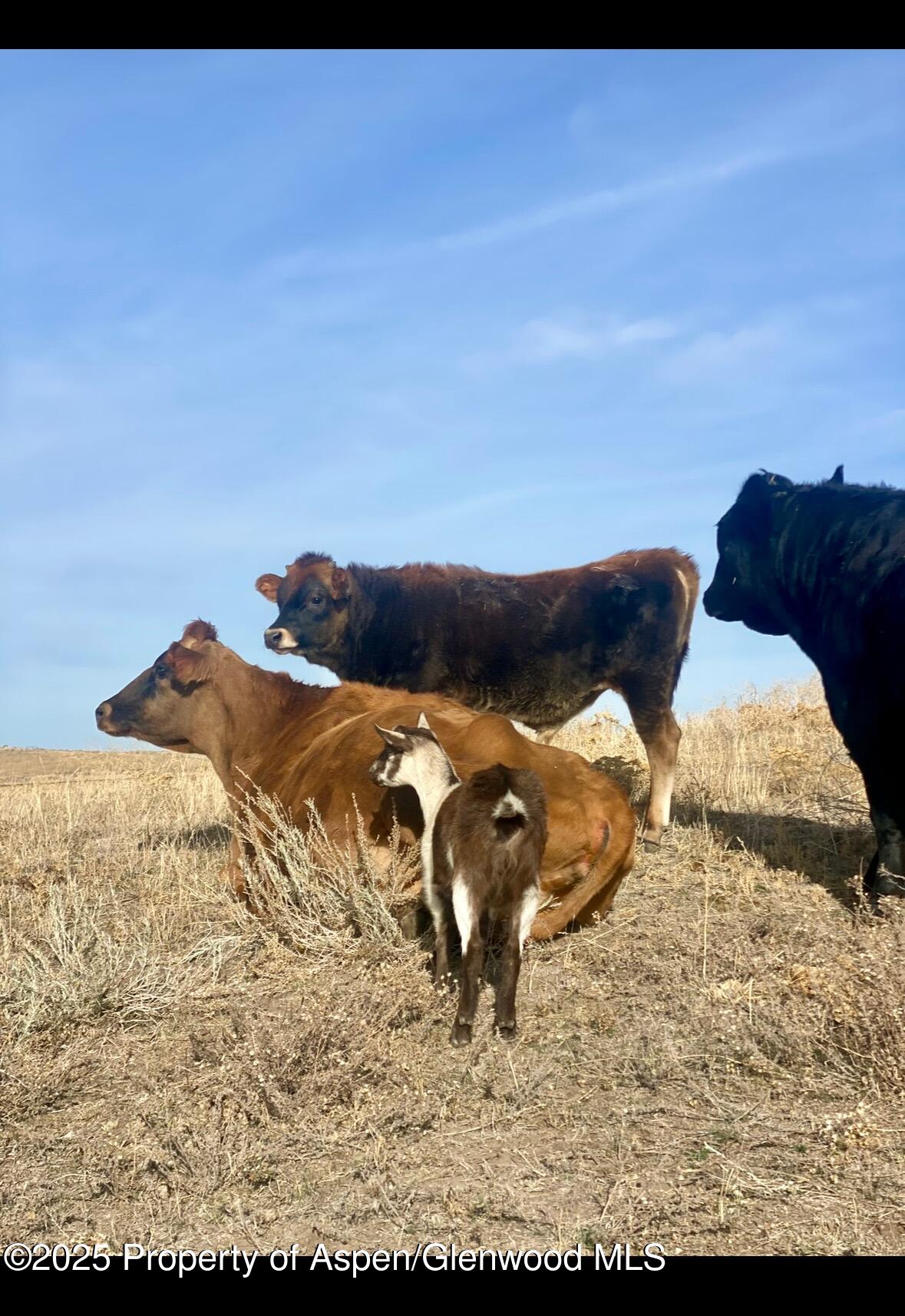 545 Knoll Avenue Craig CO 81625