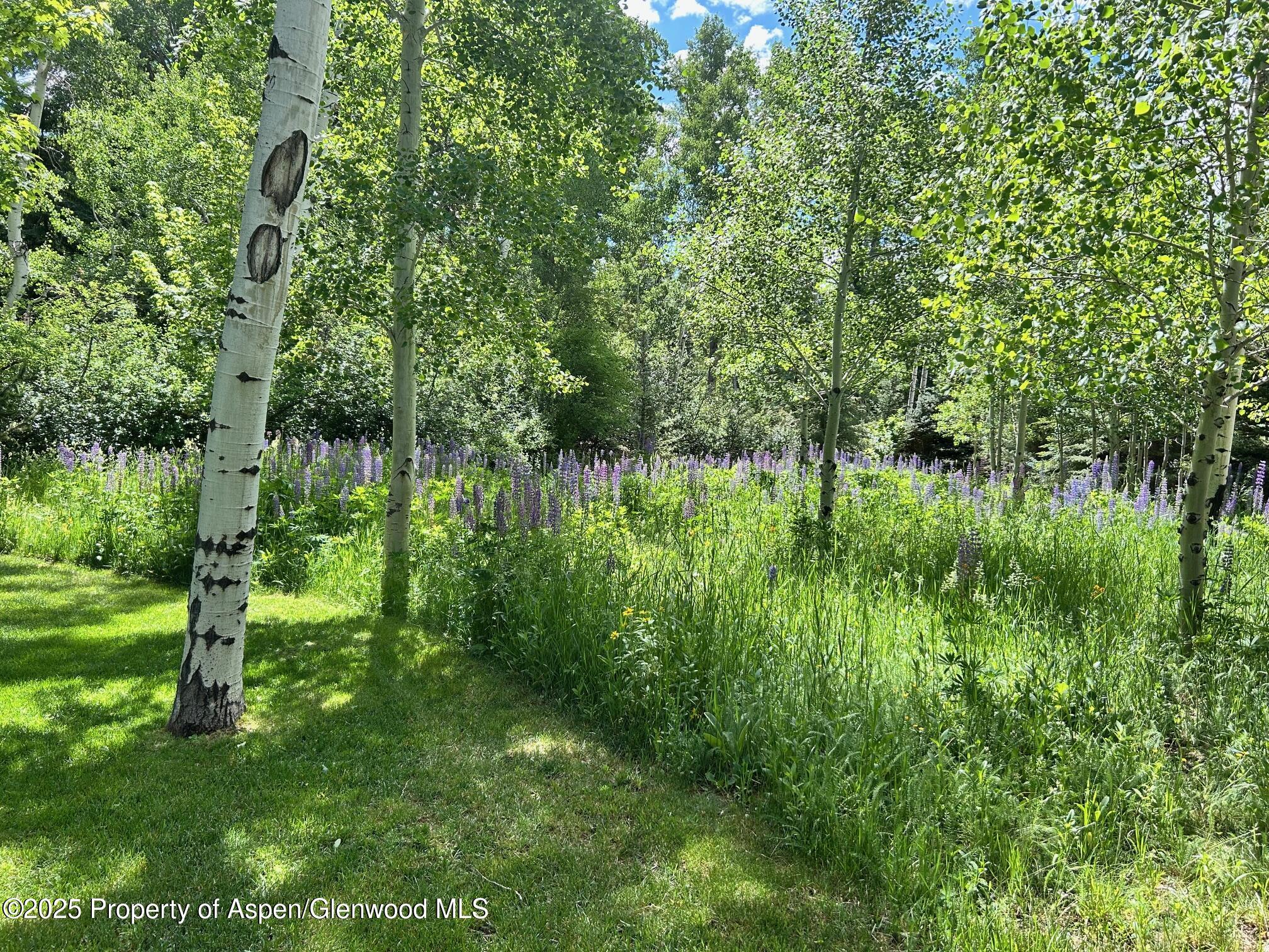 1180 Black Birch Drive Aspen CO 81611