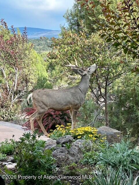 258 Monarch Road Glenwood Springs CO 81601