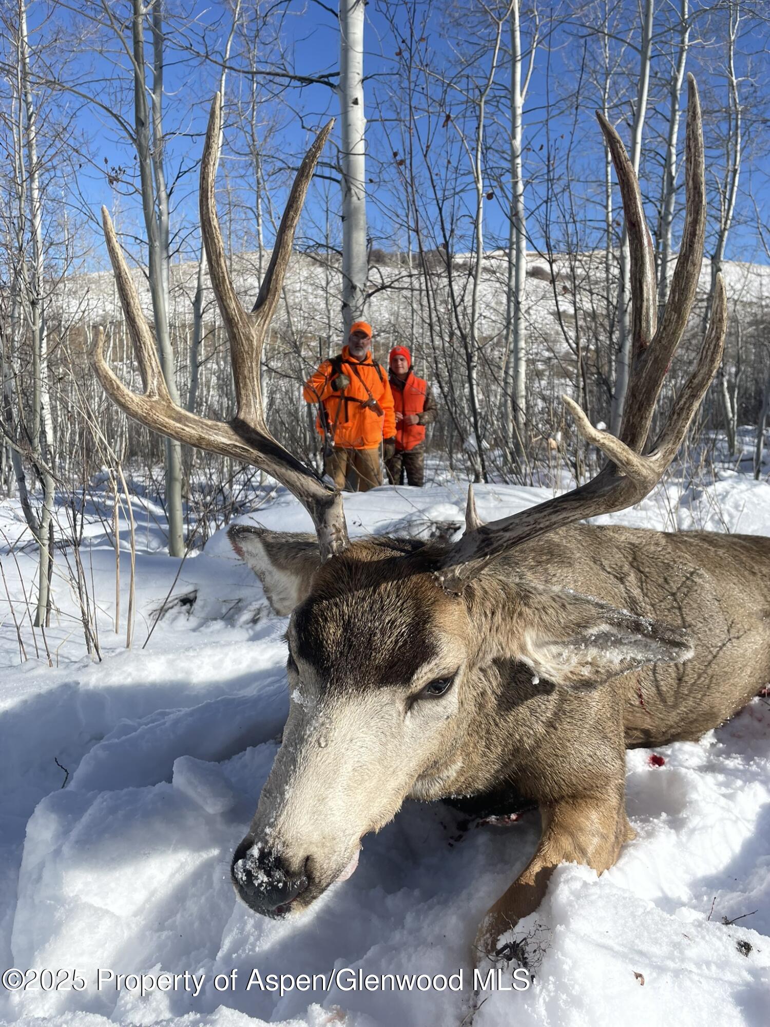 943 Routt Forest Drive Craig CO 81625