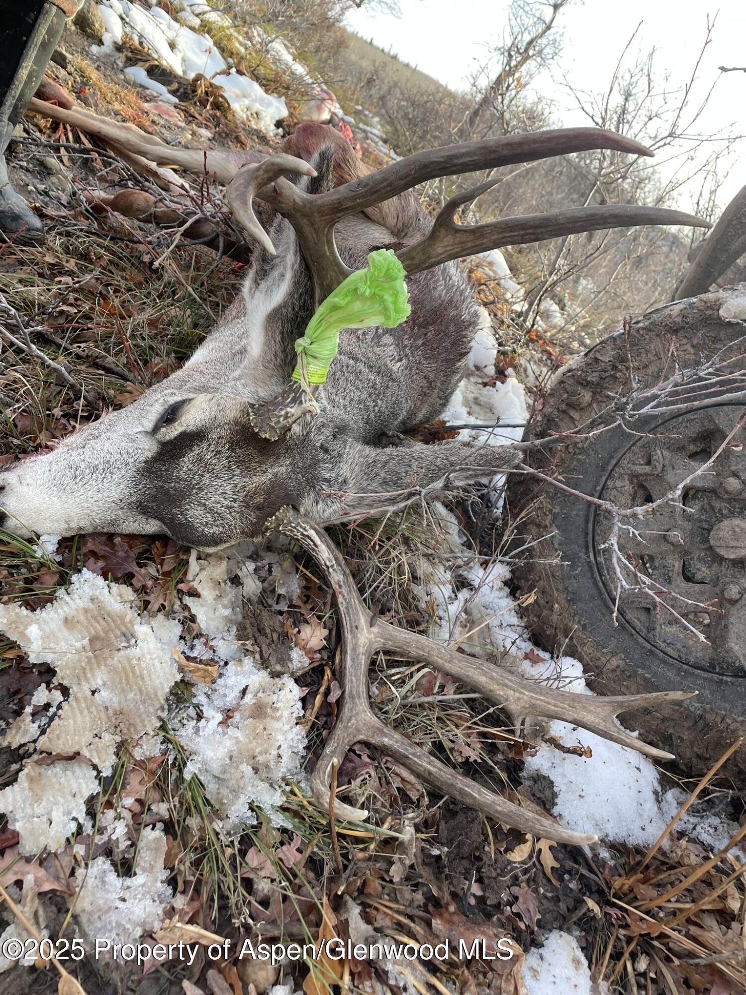 943 Routt Forest Drive Craig CO 81625