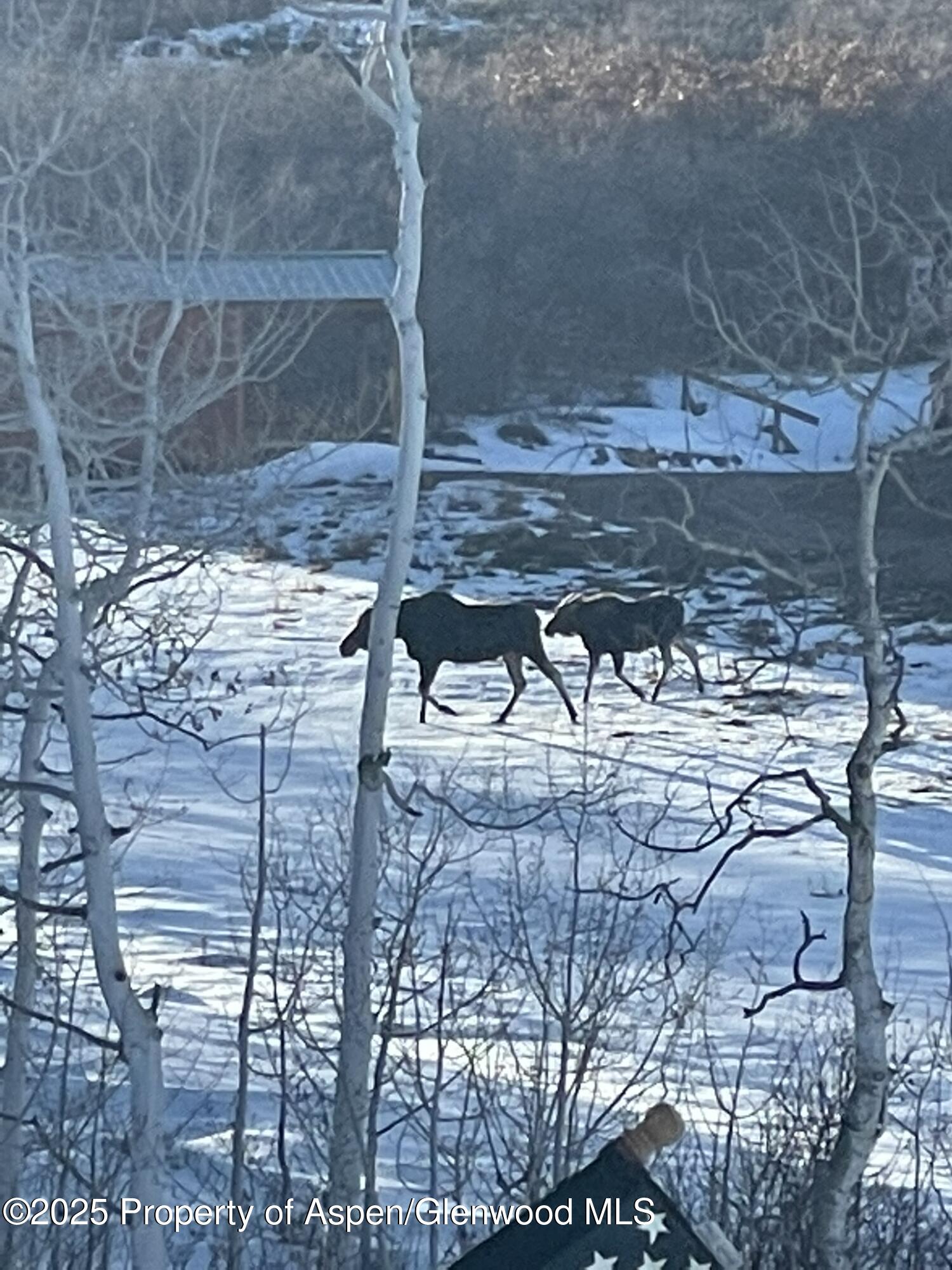 943 Routt Forest Drive Craig CO 81625