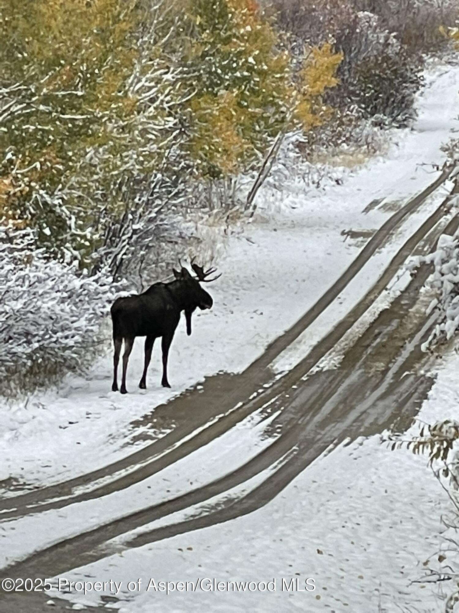 943 Routt Forest Drive Craig CO 81625