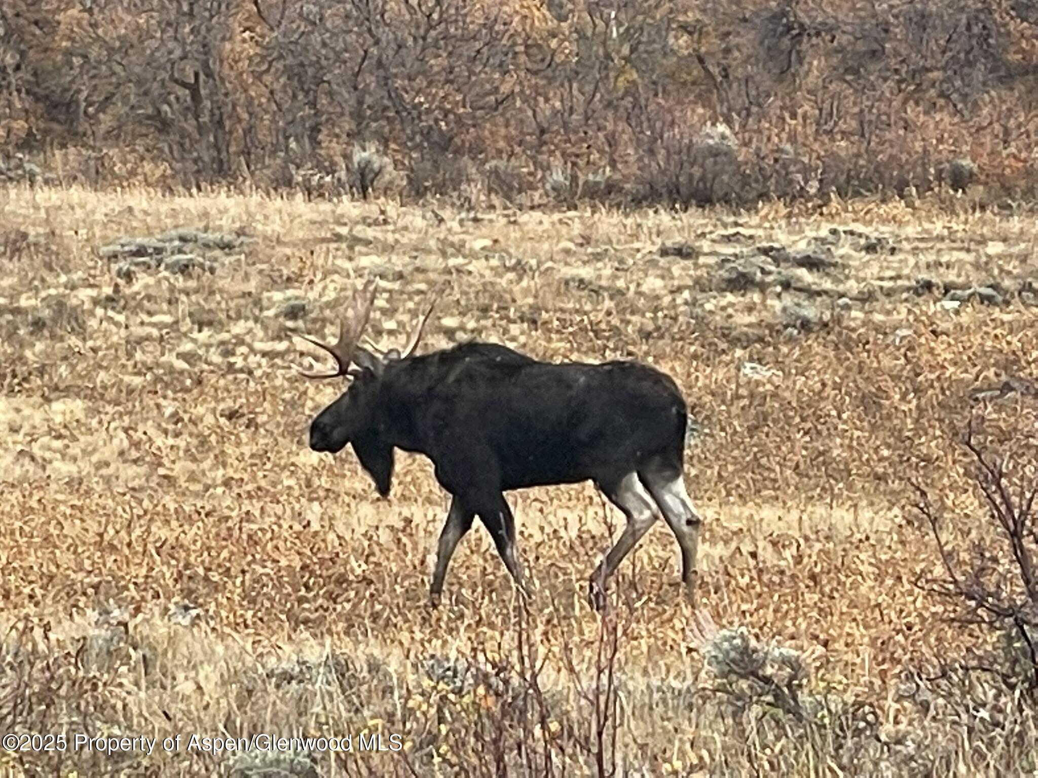 943 Routt Forest Drive Craig CO 81625