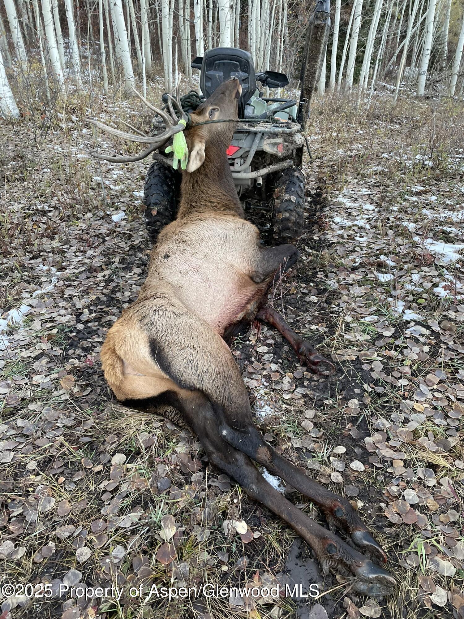 943 Routt Forest Drive Craig CO 81625