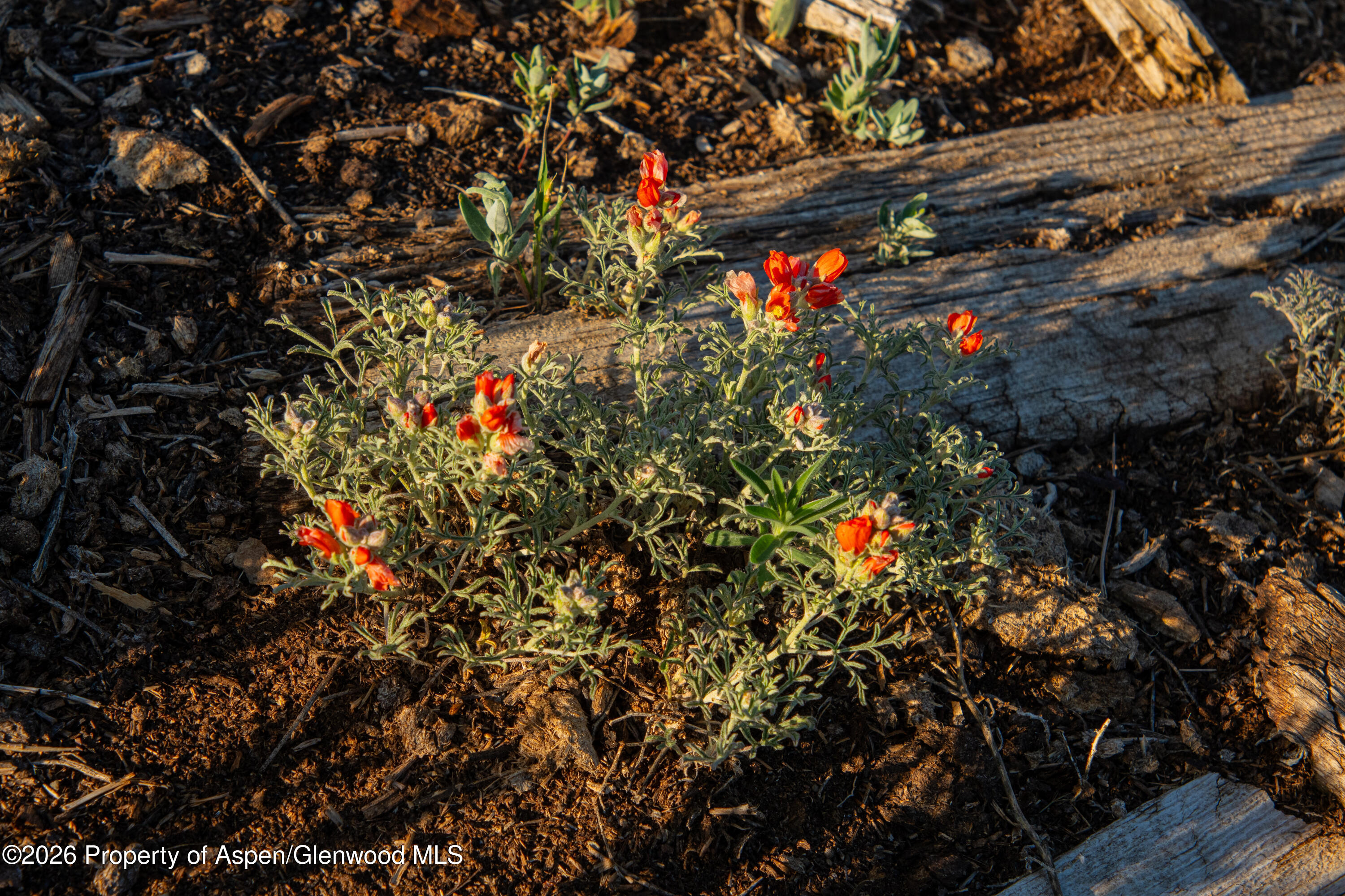 12590 Derby Mesa Loop Burns CO 80426
