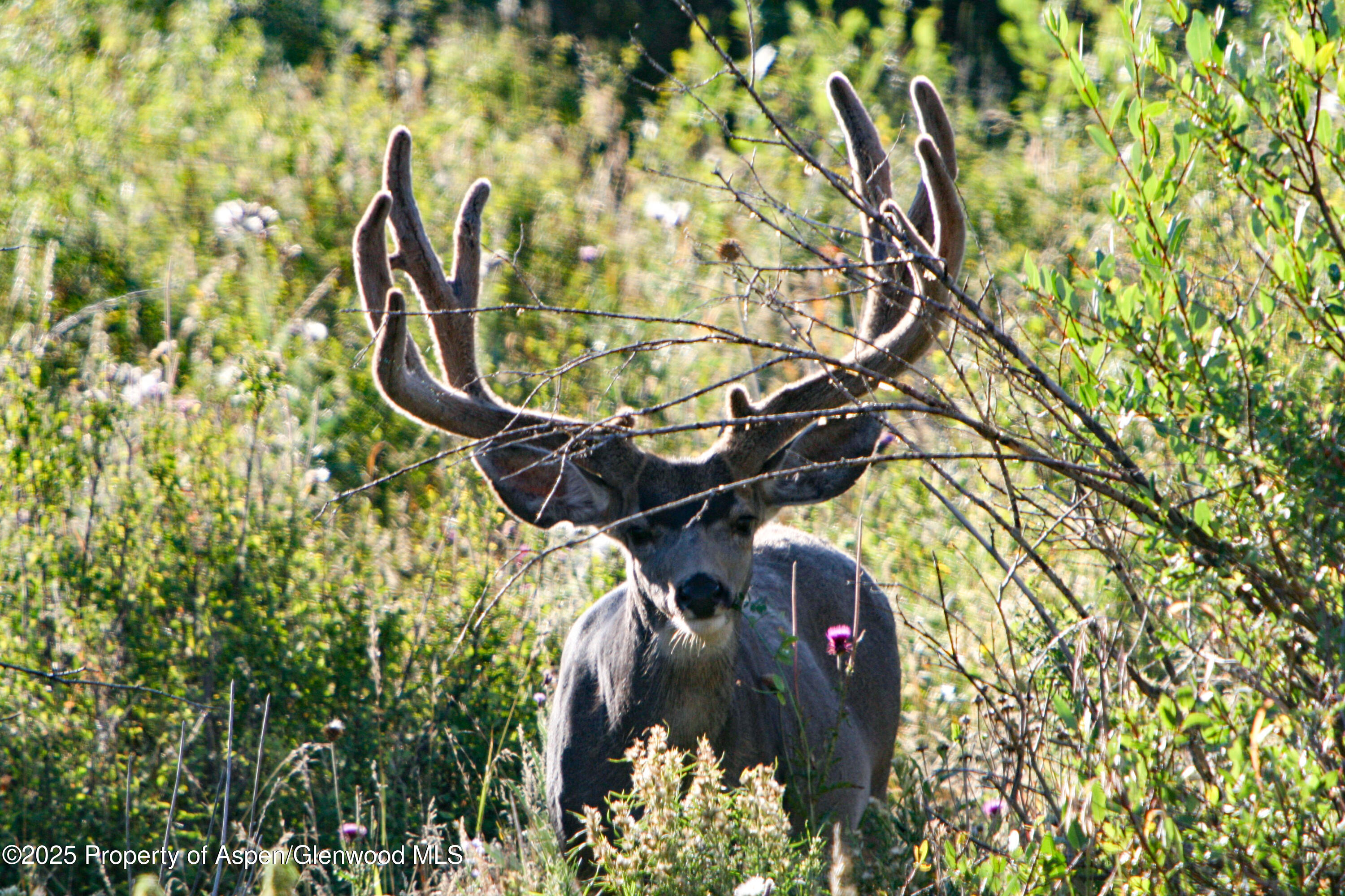 22000 P77 Road Cimarron CO 81220