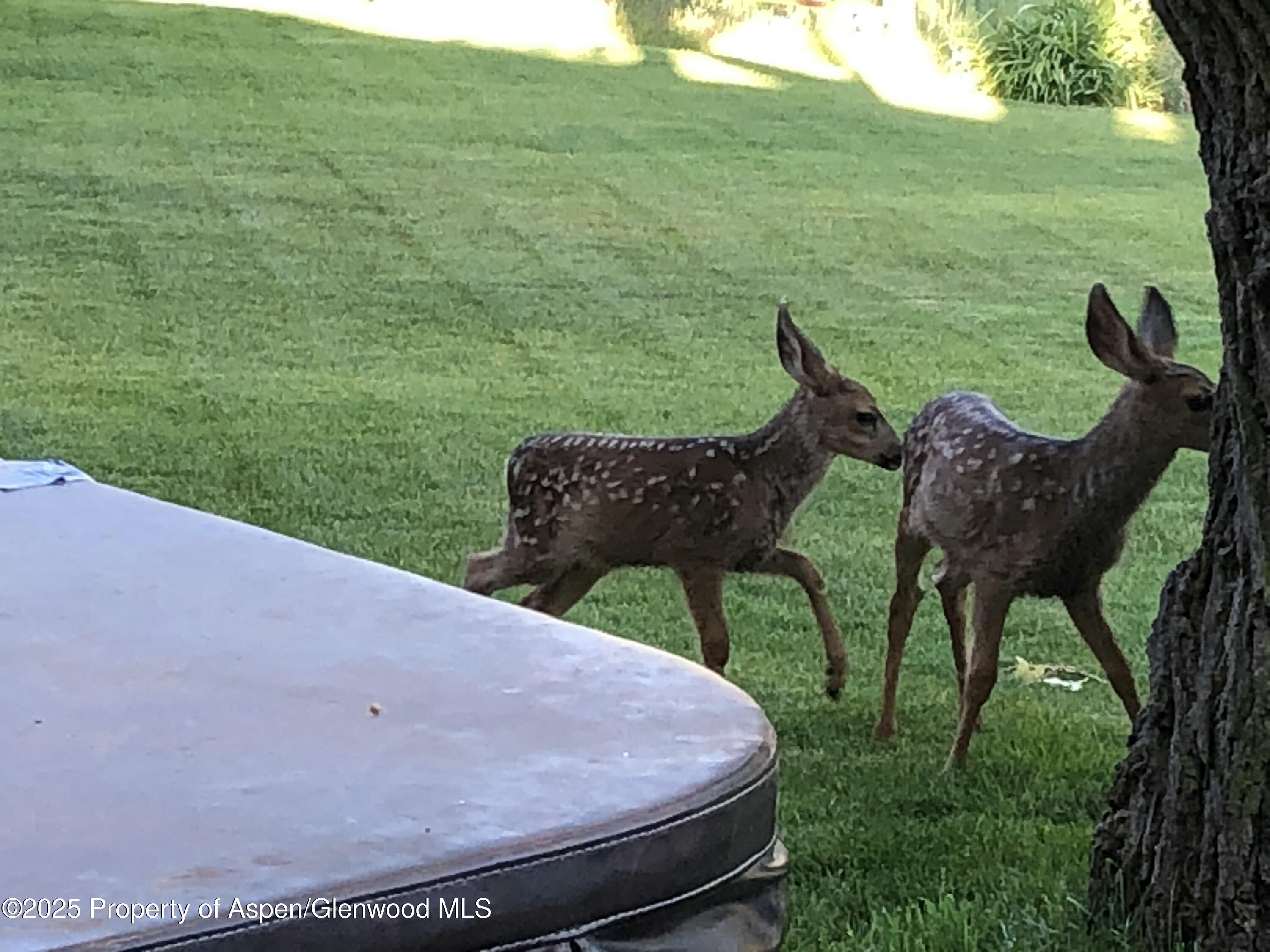 46 Alpine Court Glenwood Springs CO 81601