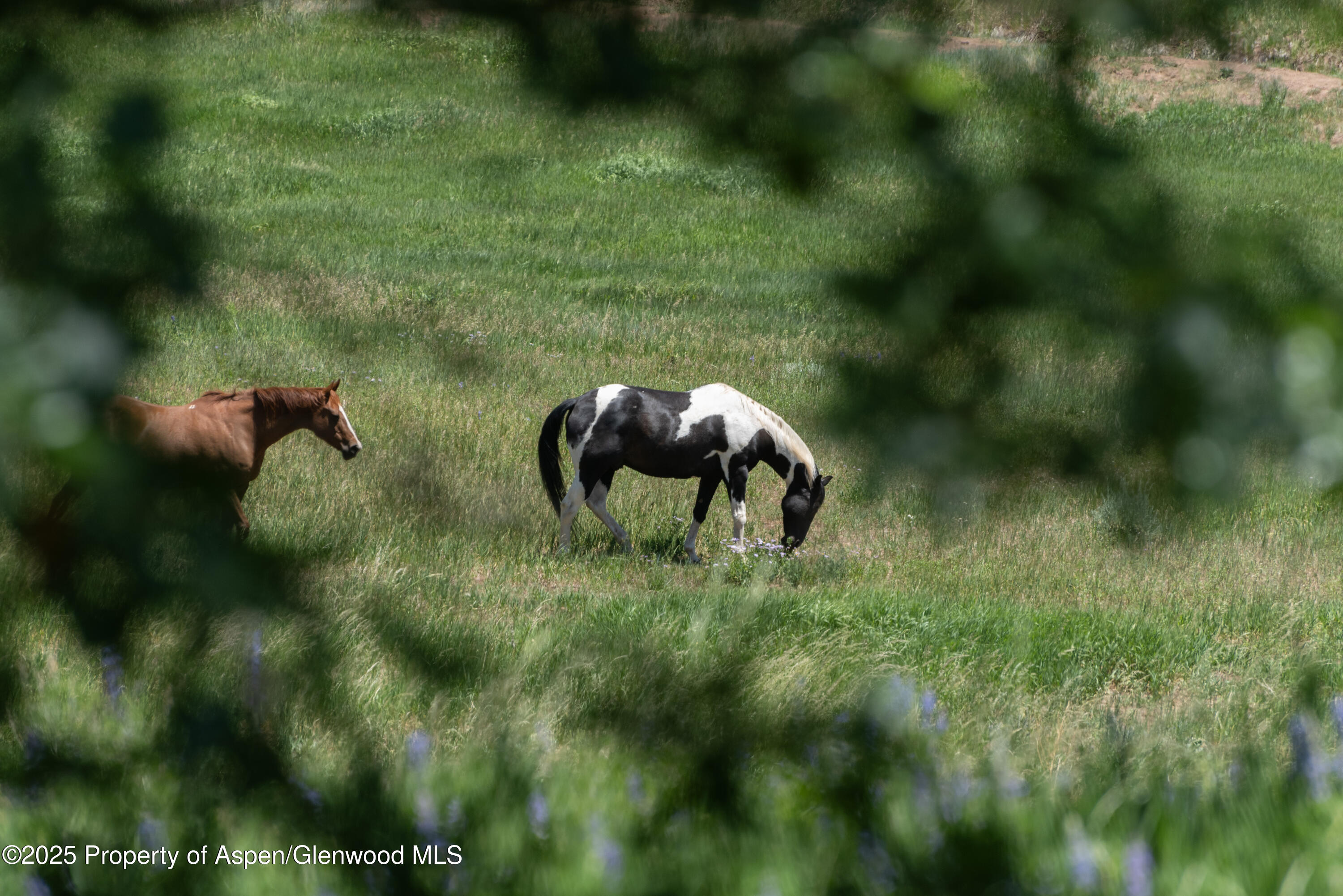 623 Johnson Drive Aspen CO 81611