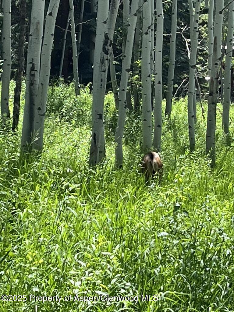 Aspen CO 81611