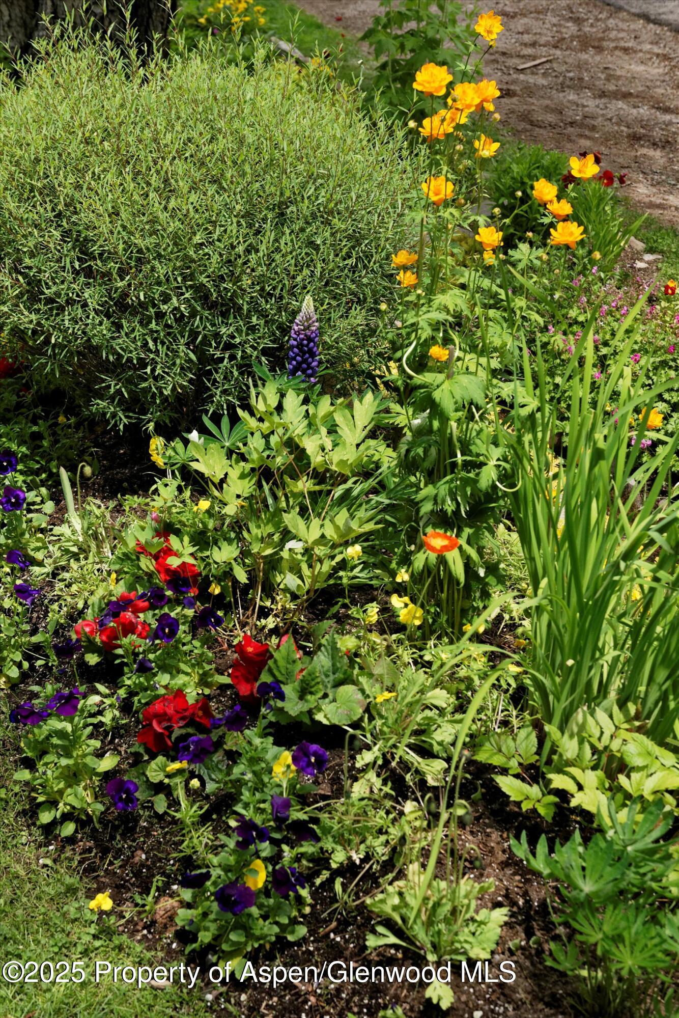 111 S Sixth Street Aspen CO 81611