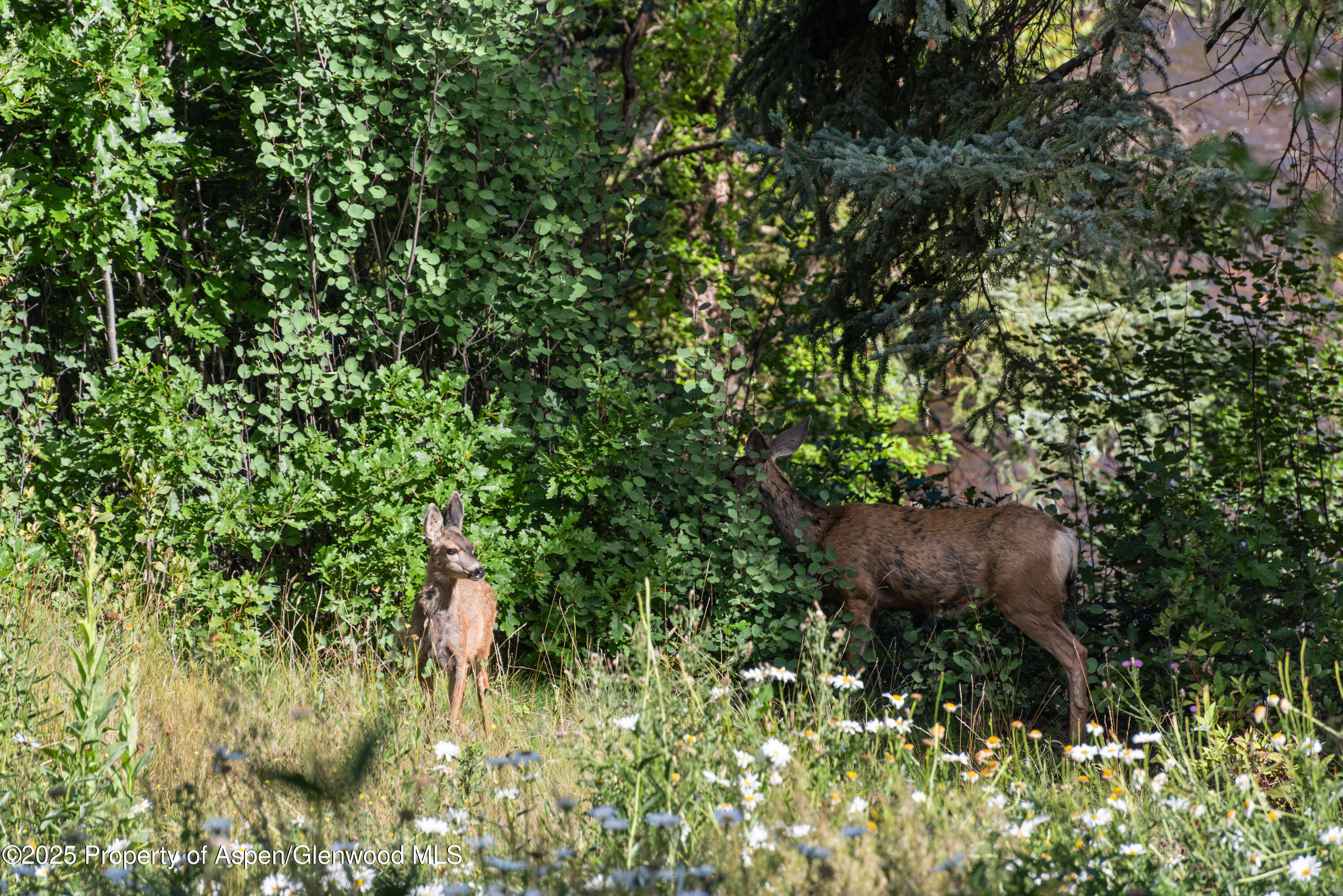 768 Kings Lake Road Basalt CO 81621