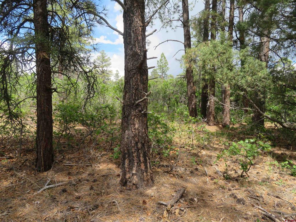 710 Doc Adams Road Pagosa Springs CO 81147