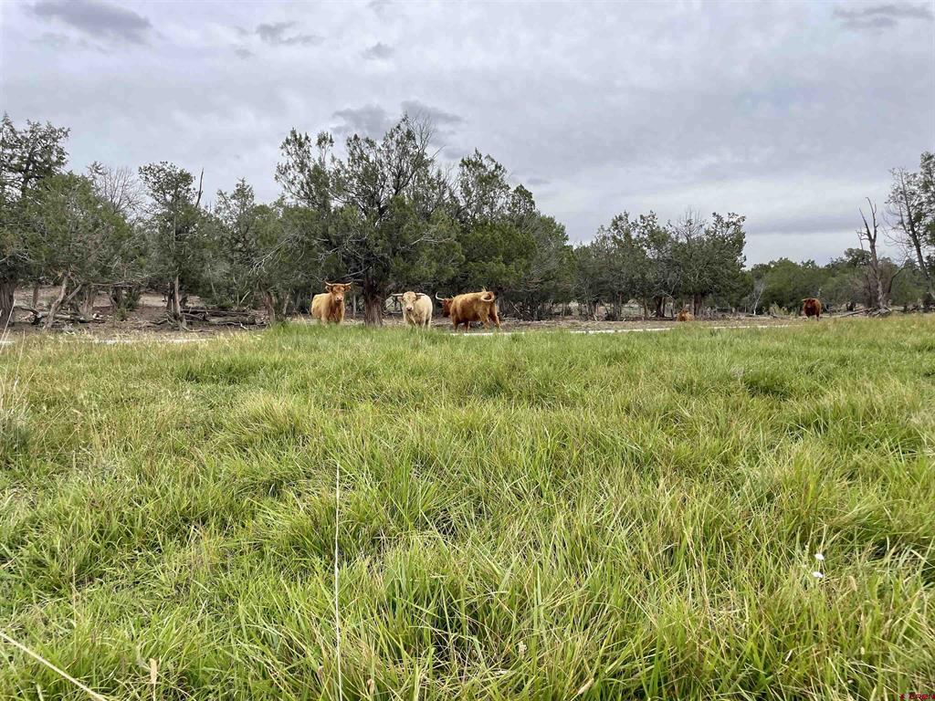 23690 Road P Cortez CO 81321