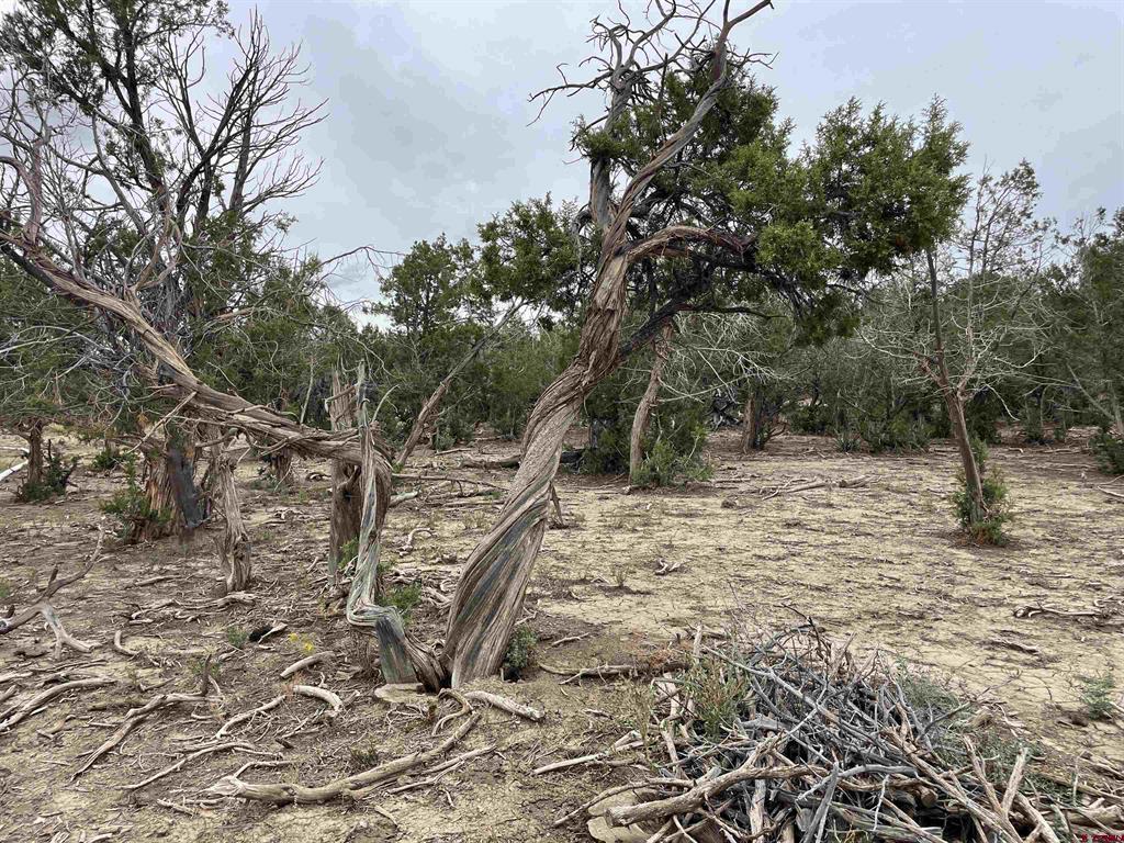 23690 Road P Cortez CO 81321