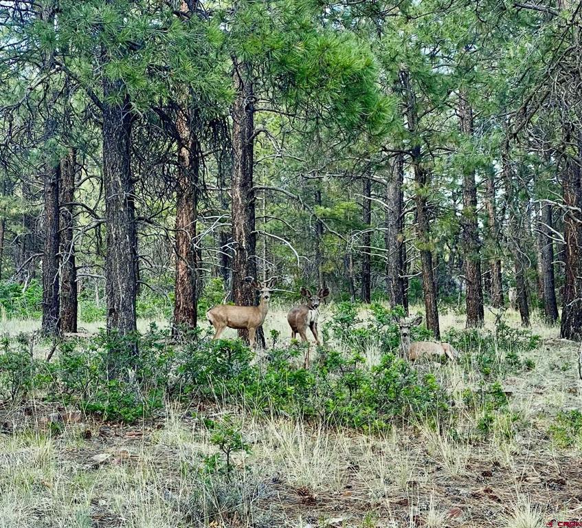 1523 West View Road Pagosa Springs CO 81147