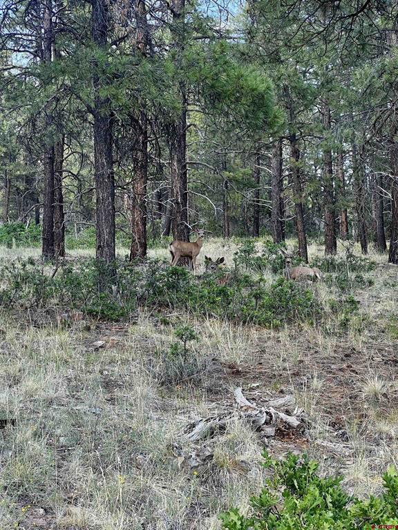 1523 West View Road Pagosa Springs CO 81147