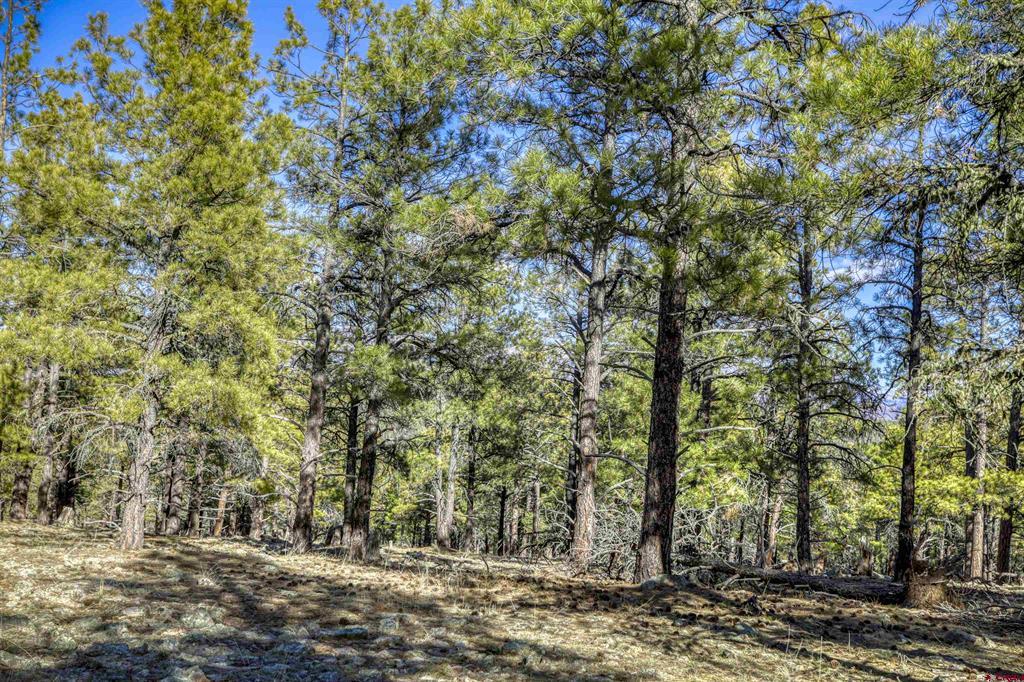46 S Squaw Canyon Place Pagosa Springs CO 81147