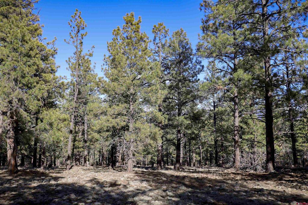 46 S Squaw Canyon Place Pagosa Springs CO 81147