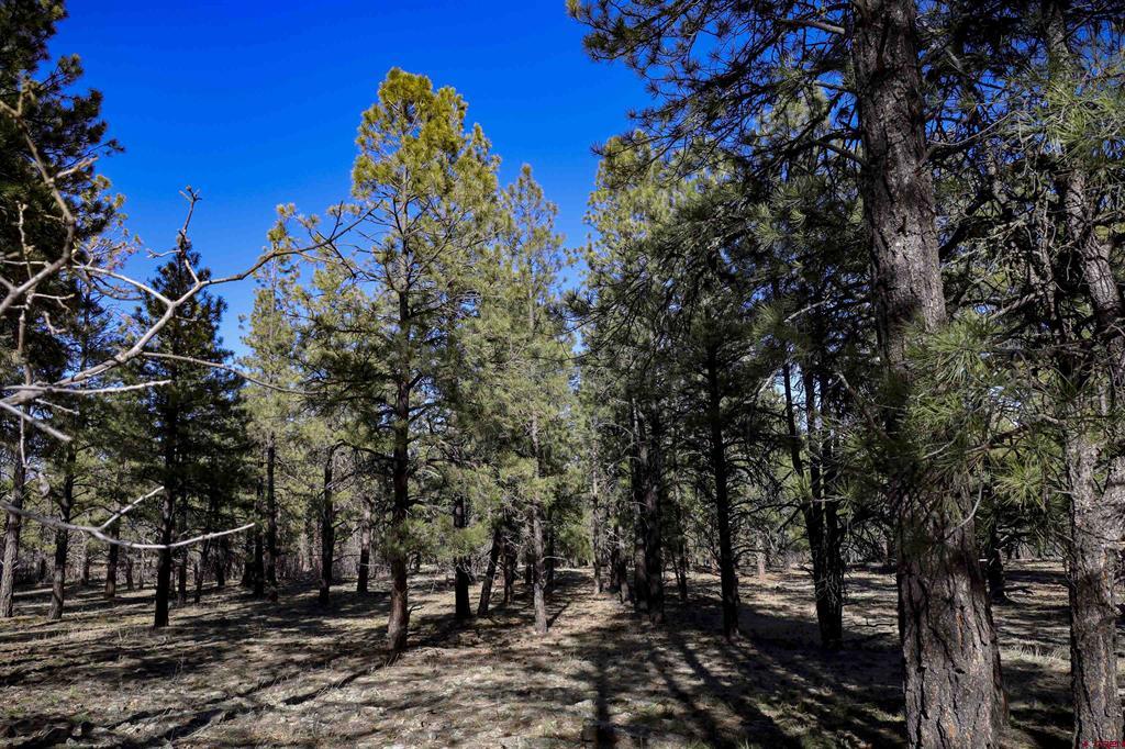 46 S Squaw Canyon Place Pagosa Springs CO 81147