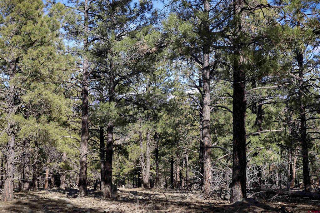 46 S Squaw Canyon Place Pagosa Springs CO 81147