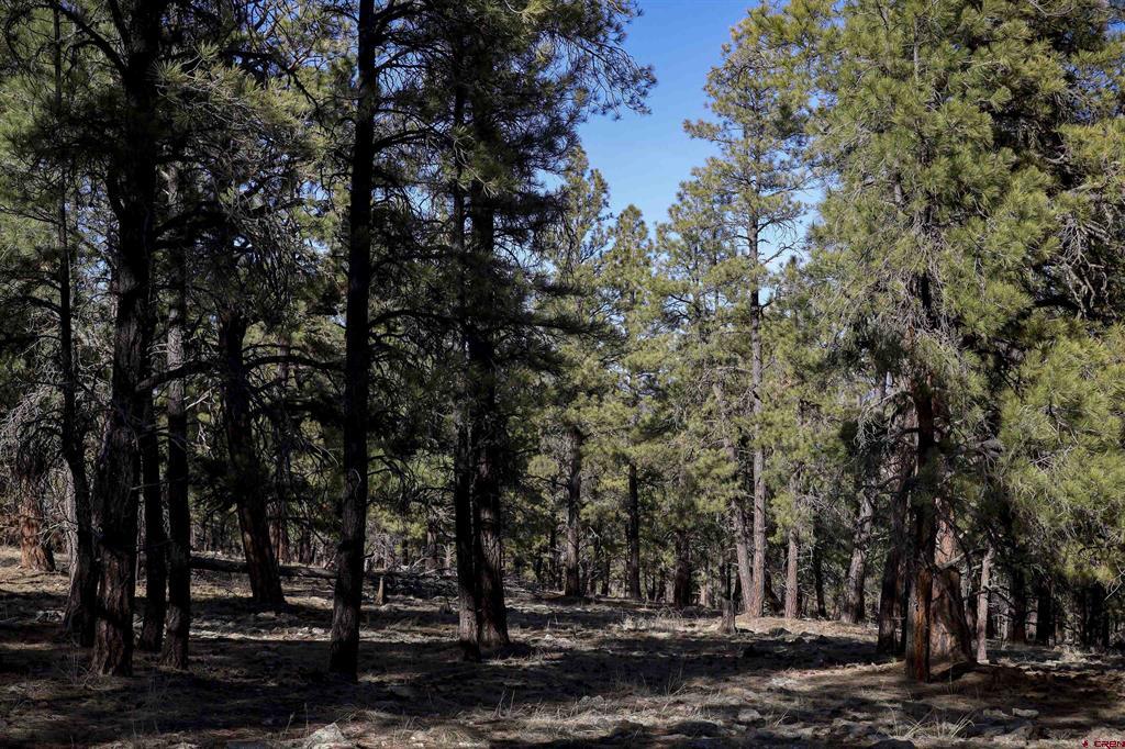 46 S Squaw Canyon Place Pagosa Springs CO 81147