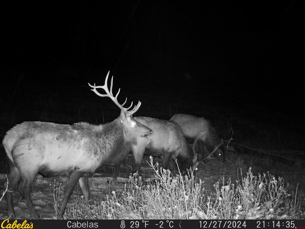 Tbd County Road 382 Pagosa Springs CO 81128