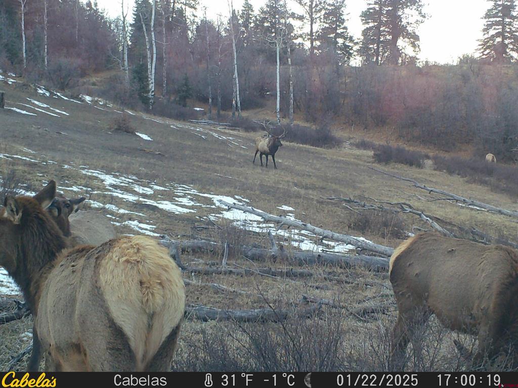 Tbd County Road 382 Pagosa Springs CO 81128