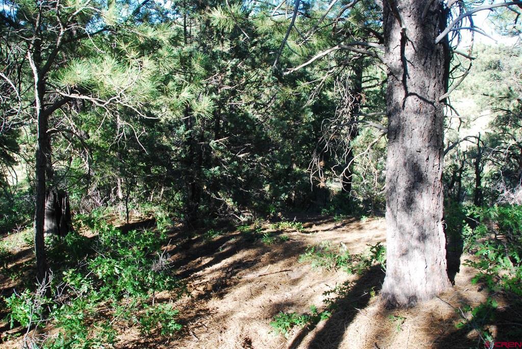 X Us Hwy 84 #047 Pagosa Springs CO 81147