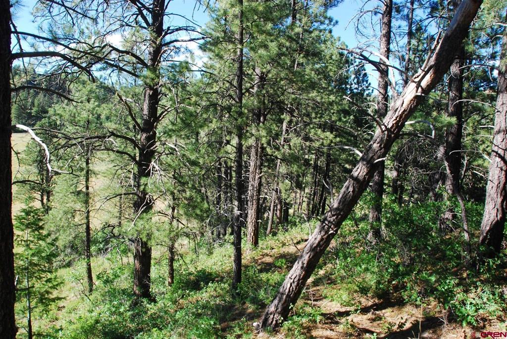 X Us Hwy 84 #047 Pagosa Springs CO 81147