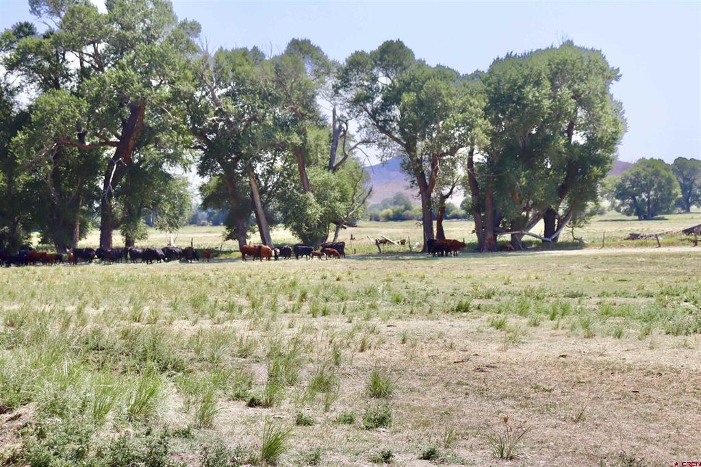 Tbd Co Rd 14a Del Norte CO 81132