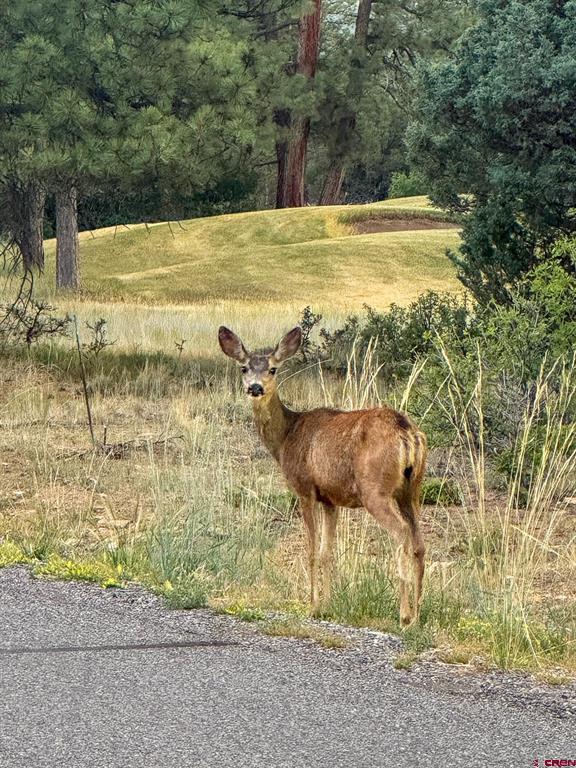 190 Hummingbird Trail Ridgway CO 81432