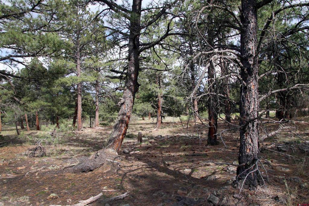 155 Monterosa Court Pagosa Springs CO 81147