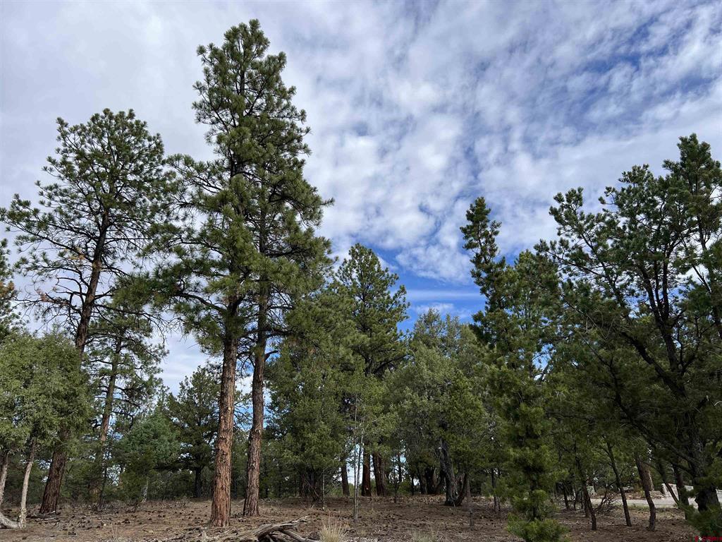 62 (lot 241) Gopher Court Ridgway CO 81432