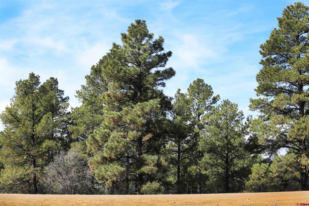 454 Prospect Boulevard Pagosa Springs CO 81147