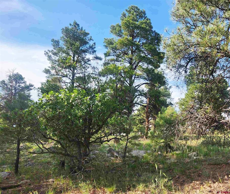 454 Prospect Boulevard Pagosa Springs CO 81147