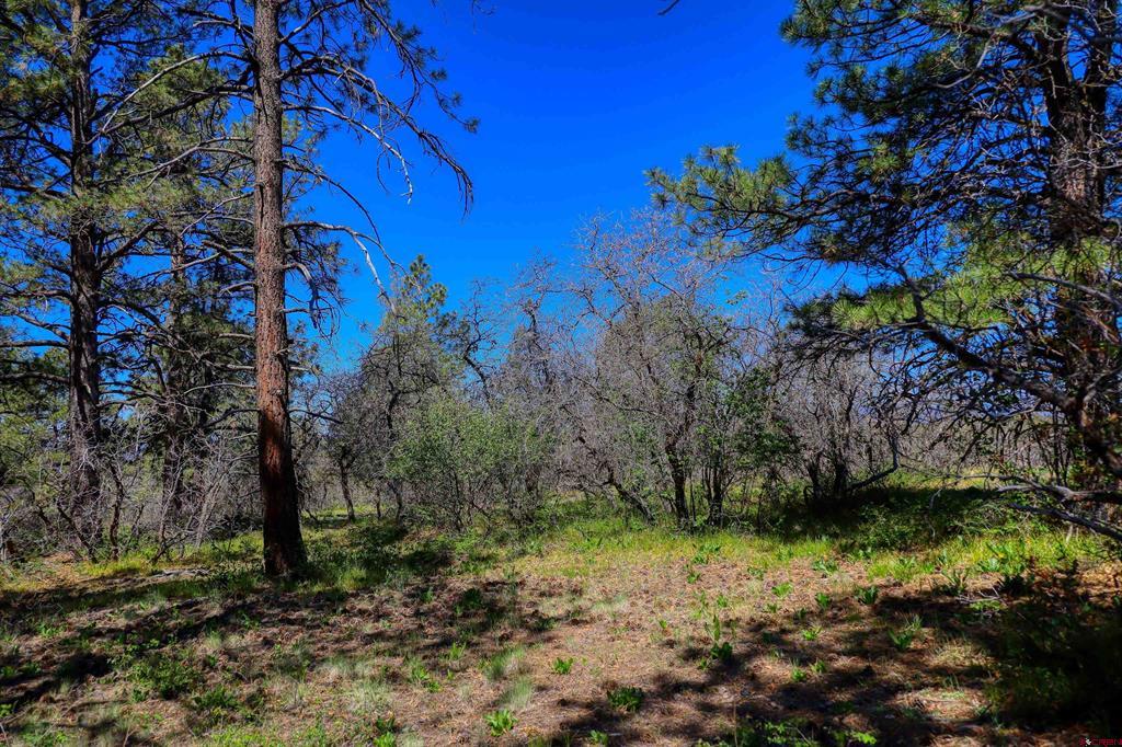 3367 Ranchland Drive Pagosa Springs CO 81147