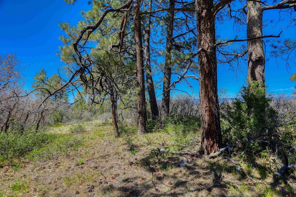 3367 Ranchland Drive Pagosa Springs CO 81147