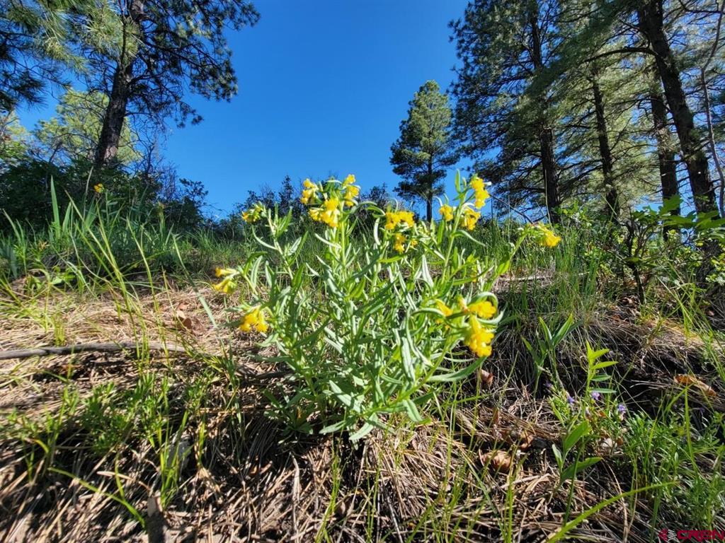 X Catchpole Drive Pagosa Springs CO 81147