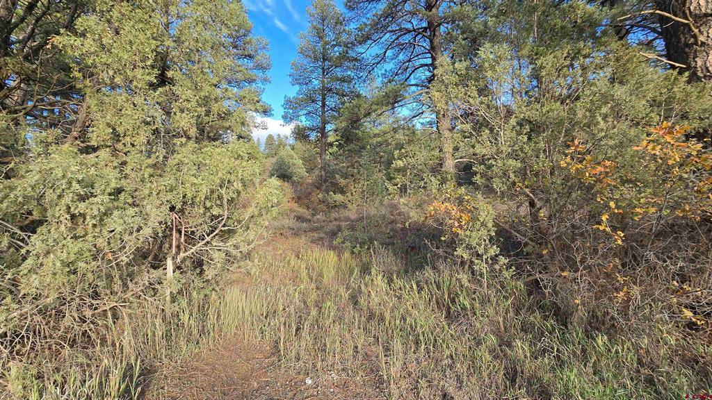 244 Ute Drive Pagosa Springs CO 81147
