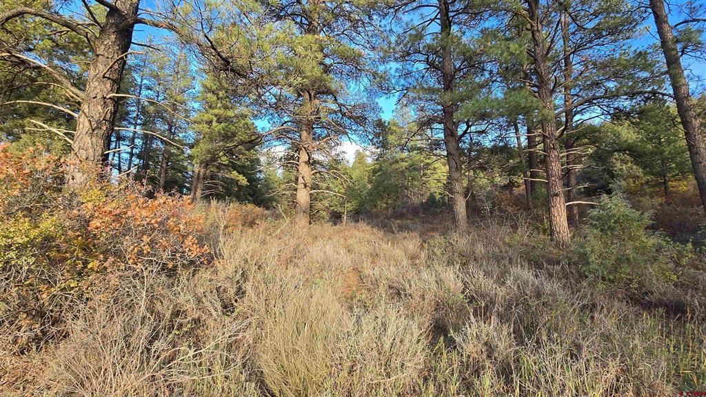 244 Ute Drive Pagosa Springs CO 81147