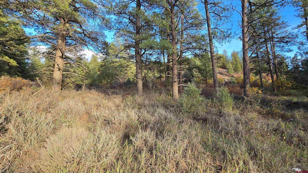 244 Ute Drive Pagosa Springs CO 81147