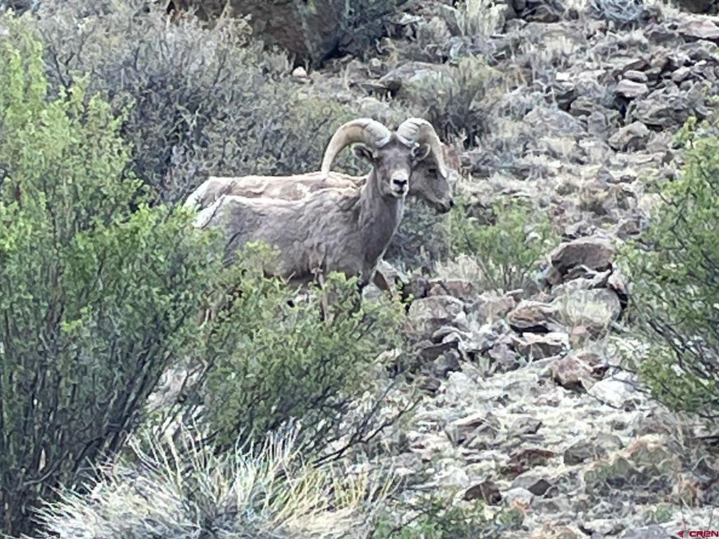 None 33h Saguache CO 81149