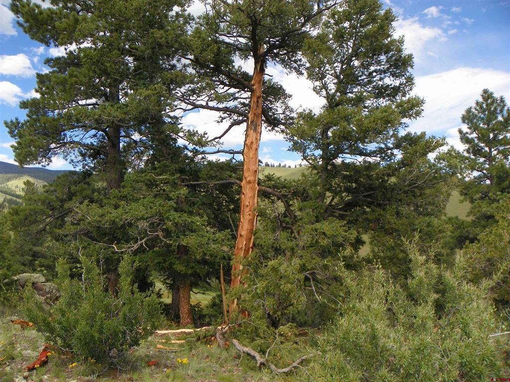 None 33h Saguache CO 81149